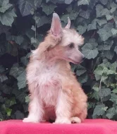 Čínský chocholatý pes labutěnky