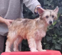 Čínský chocholatý pes labutěnky