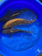 Výprodej KOI 20-40cm