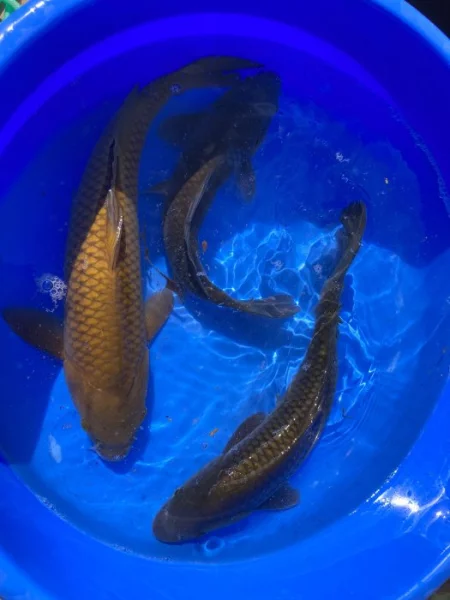 Výprodej KOI 20-40cm