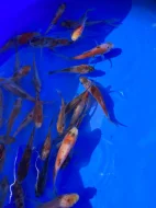 Výprodej KOI a zlatý karas/shubunkin