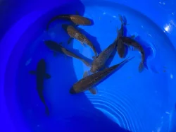 Výprodej KOI a zlatý karas/shubunkin