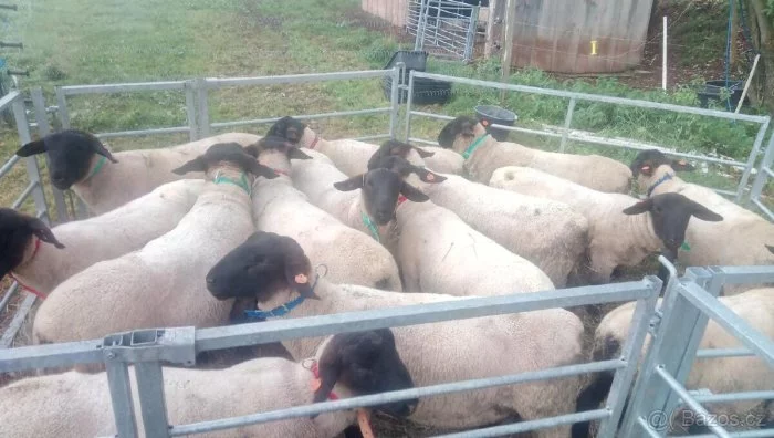 Plemenný beran- Suffolk