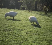 Husa Česka