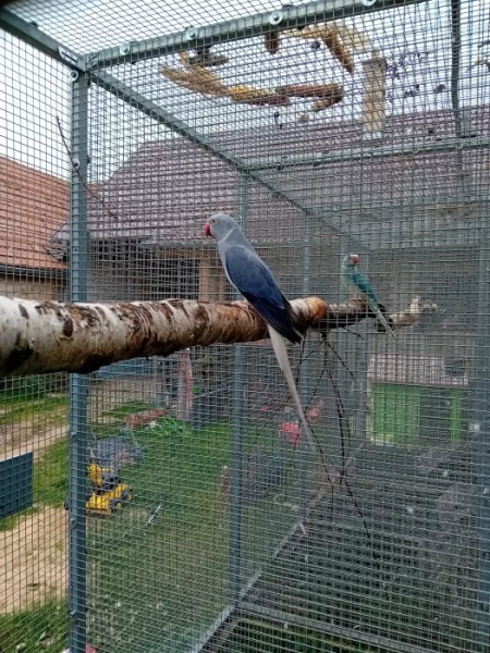 Alexandr maly samice 2f violeta ho rok 2022