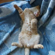 Daruji 2 čtyřměsíční koťata