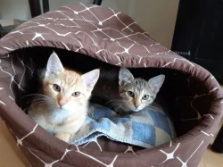 Daruji 2 čtyřměsíční koťata