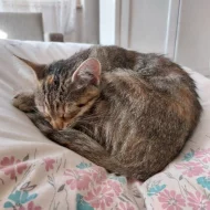 Daruji 2 čtyřměsíční koťata