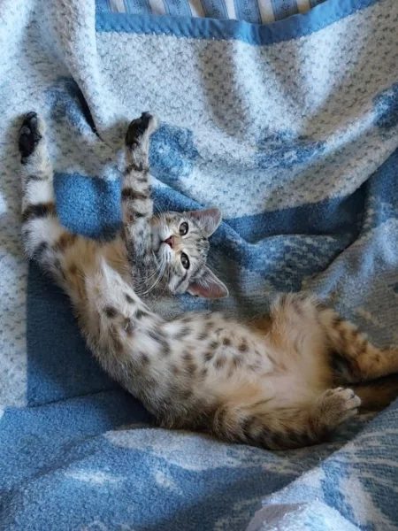 Daruji 2 čtyřměsíční koťata