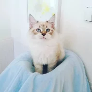 koťátka vzácné Neva Masquerade s PP