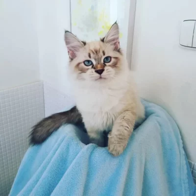 koťátka vzácné Neva Masquerade s PP