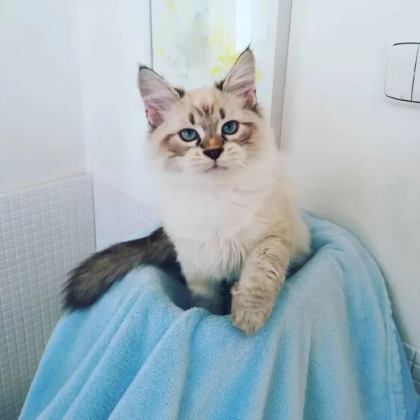 koťátka vzácné Neva Masquerade s PP