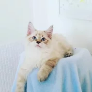 koťátka vzácné Neva Masquerade s PP