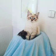 koťátka vzácné Neva Masquerade s PP