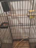 Volierka v super stavu