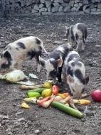 Selata Kune-kune
