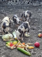 Selata Kune-kune