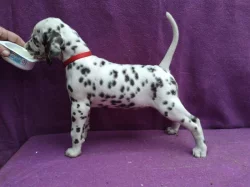 Dalmatin - štěňátka s PP.