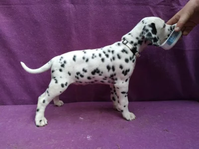 Dalmatin - štěňátka s PP.