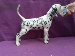 Dalmatin - štěňátka s PP.