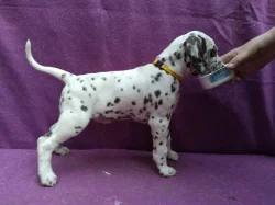 Dalmatin - štěňátka s PP.