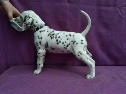 Dalmatin - štěňátka s PP.