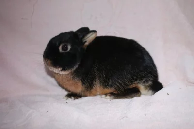 Zakrslý tříslový černý