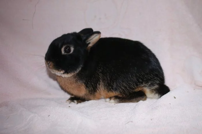 Zakrslý tříslový černý