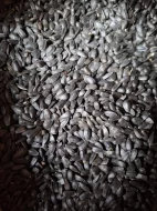 Prodám vysoce olejnatou slunečnici