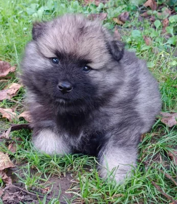 Německý špic vlčí / keeshond prodám štěňata s PP