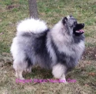 Německý špic vlčí / keeshond prodám štěňata s PP