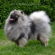 Německý špic vlčí / keeshond prodám štěňata s PP