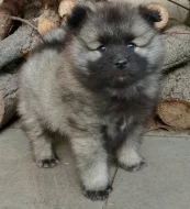 Německý špic vlčí / keeshond prodám štěňata s PP