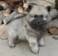 Německý špic vlčí / keeshond prodám štěňata s PP