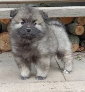 Německý špic vlčí / keeshond prodám štěňata s PP