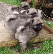 Německý špic vlčí / keeshond prodám štěňata s PP