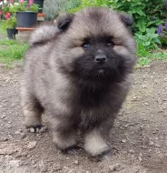 Německý špic vlčí / keeshond prodám štěňata s PP