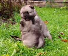 Německý špic vlčí / keeshond prodám štěňata s PP