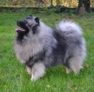 Německý špic vlčí / keeshond prodám štěňata s PP