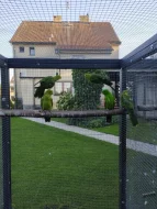 Papoušek červenokřídlý