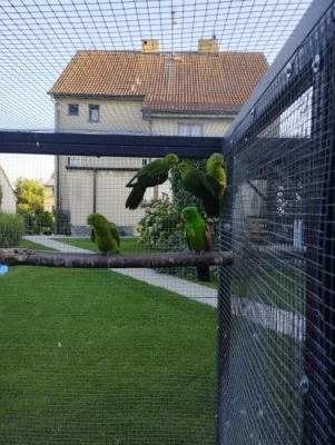 Papoušek červenokřídlý