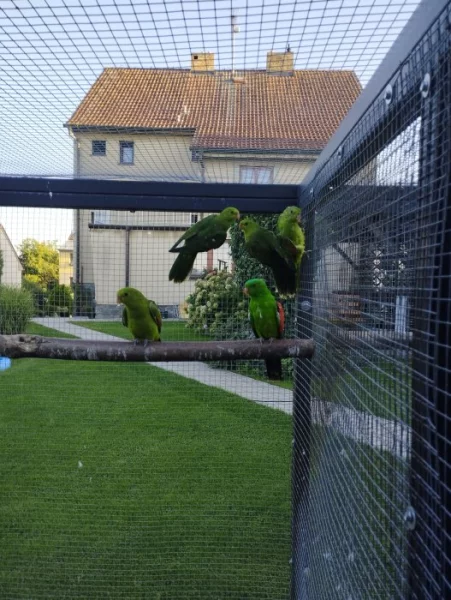 Papoušek červenokřídlý