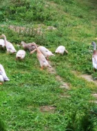 Indický běžec