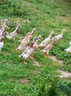 Indický běžec