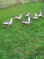 Pižmovky hnědě sedlaté