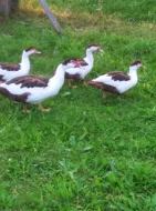 Pižmovky hnědě sedlaté