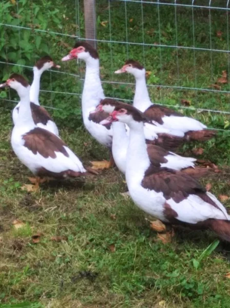 Pižmovky hnědě sedlaté