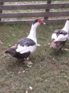 Pižmovky hnědě sedlaté