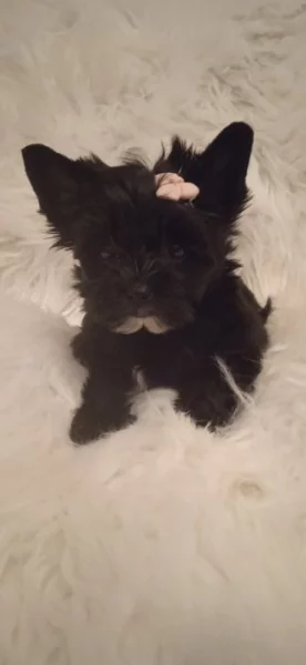 Jorkšírský teriér s PP