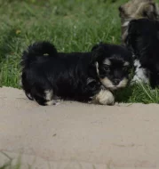 Havanský psík s PP